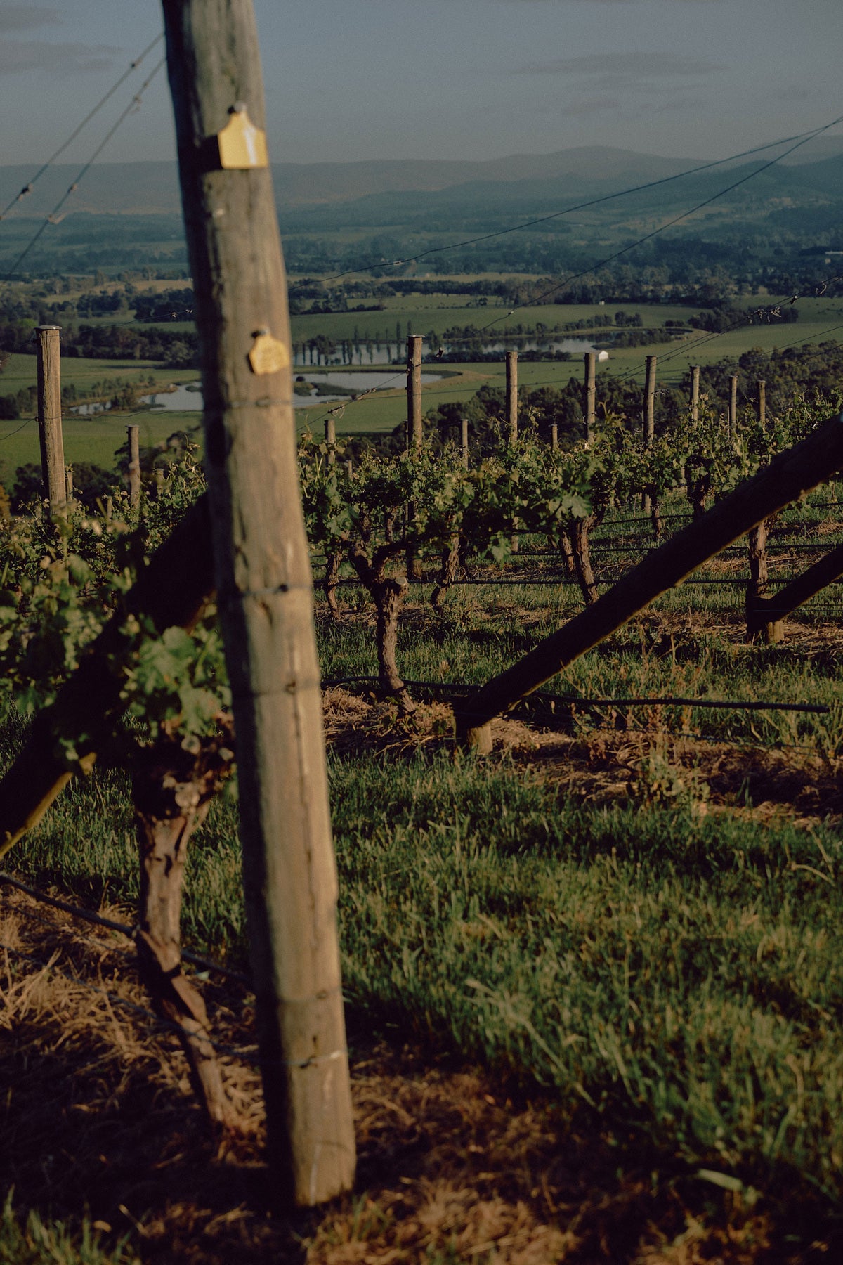 Giant Steps 2025 Single Vineyard Pinot Noir 6 Pack
